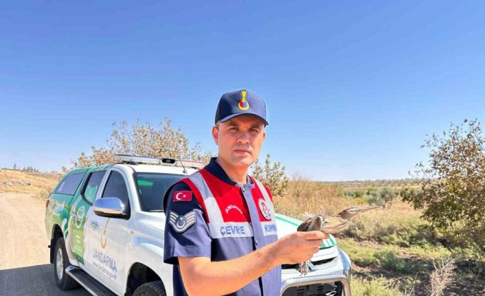 Kilis’te yaralı küçük balaban kuşu koruma altına alındı