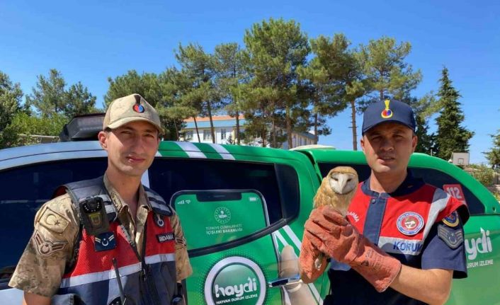 Kilis’te yaralı peçeli baykuş koruma altına alındı