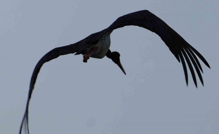 Kırıkkale’de baraj kıyısında kara leylek objektiflere takıldı