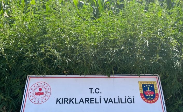 Kırklareli’nde 754 bin kök Hint keneviri ele geçirildi