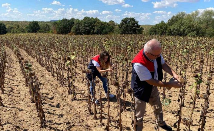 Kırklareli’nde ayçiçeği verim tespit çalışmaları