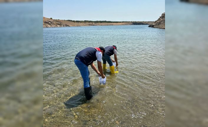 Kırklareli’ndeki göletlere 1 milyon 844 bin sazan yavrusu bırakıldı