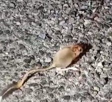 Kırmızı listede yer alıyor, Tunceli’de görüntülendi