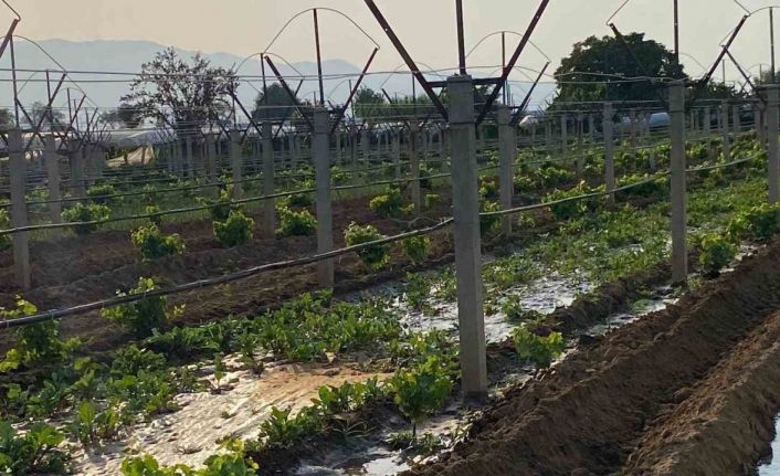 Kışlık sebzeler toprakla buluşmaya başladı