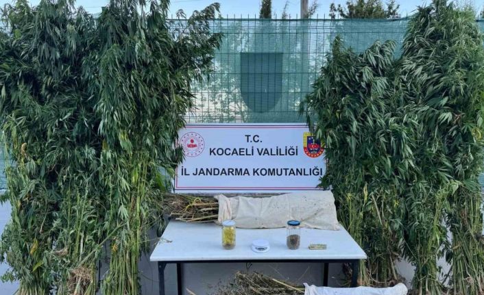 Kocaeli’de 12 kilo esrar ve 583 kök kenevir ele geçirildi