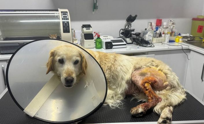 Köpeğin ayağından hentbol topu büyüklüğünde kitle çıkartıldı