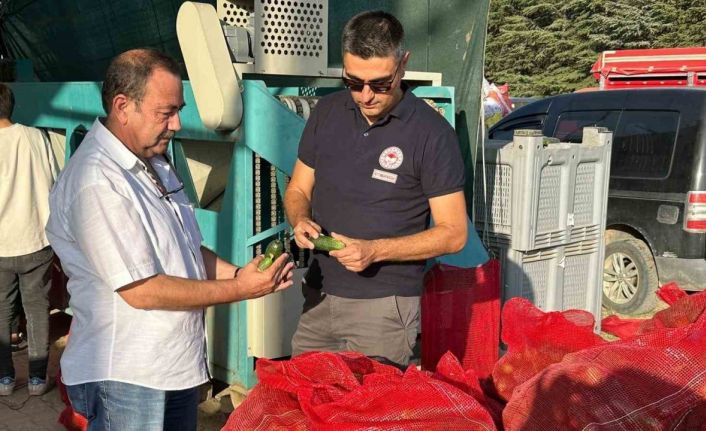 Kornişon salatalık hasadı devam ediyor