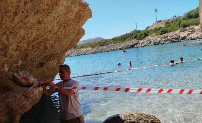 Koruma altına alınan Akdeniz foku, kontrollerinin ardından sahile bırakıldı