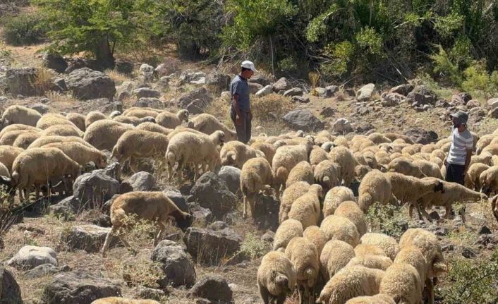 Koyun sürüsüne kurt ve ayı saldırdı, 20 kuzu telef oldu