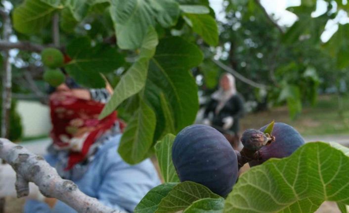 Kraliçe incirinde hasat ve ihracat başladı