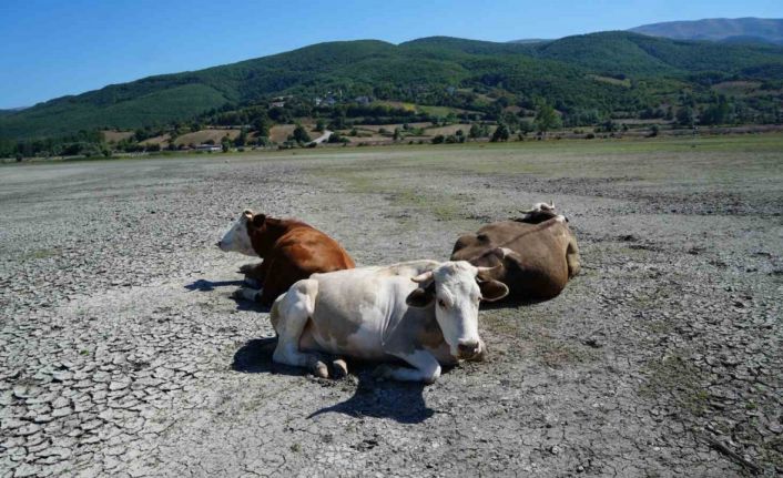 Kuraklığın en acı görüntüsü: Ladik Gölü’nde inekler otlamaya başladı