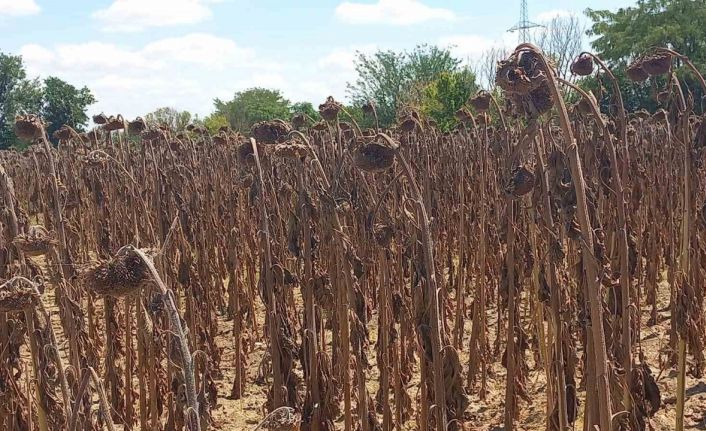 Kuraklık ayçiçeğini vurdu