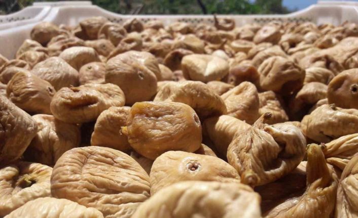 Kuru incir üretiminde aflatoksinle mücadele için üreticilere 19 bin kerevet dağıtıldı