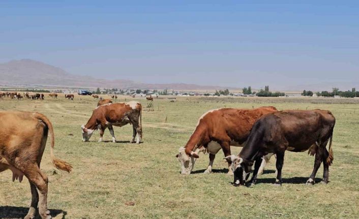 Kuş Cenneti Arin Gölü kurudu: Hayvanlar susuz kaldı