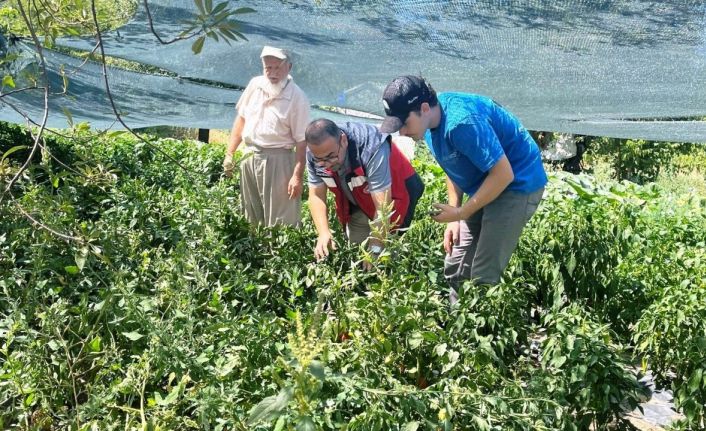 Kütahya’da domates ve biber fidesi kontrolleri