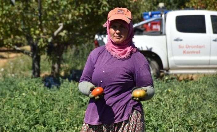 Kuyucak’ta toprakla buluşturulan 220 bin domates fidesinde hasat yapıldı