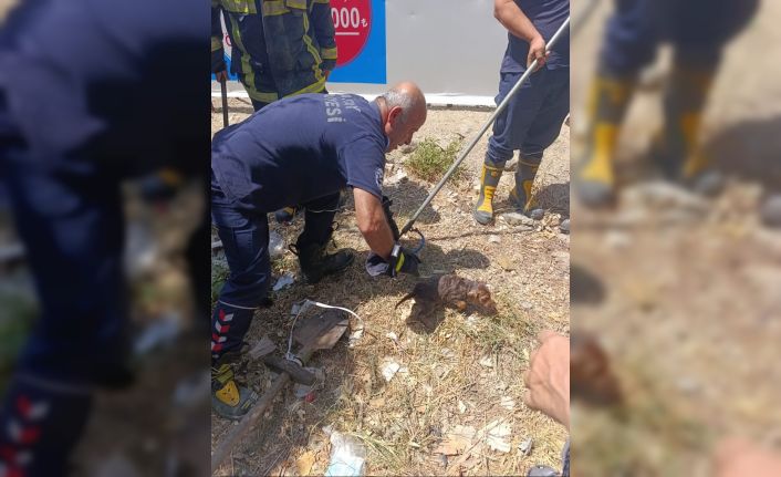 Kuyuya düşen yavru köpek kurtarıldı