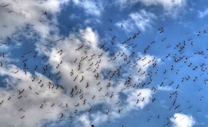 Leylekler göç yolunda Beyşehir’de görüntülendi