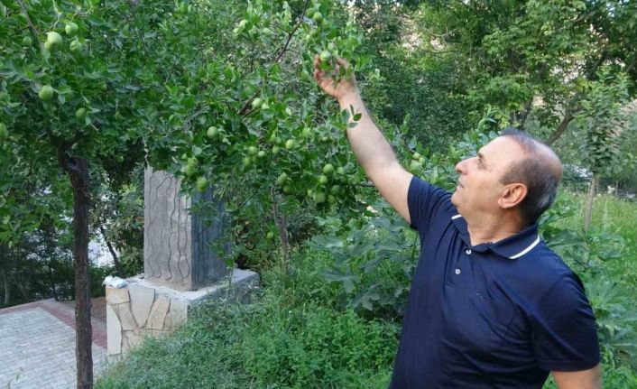 Malatya’da alternatif ürün hünnaptan yüksek verim alındı