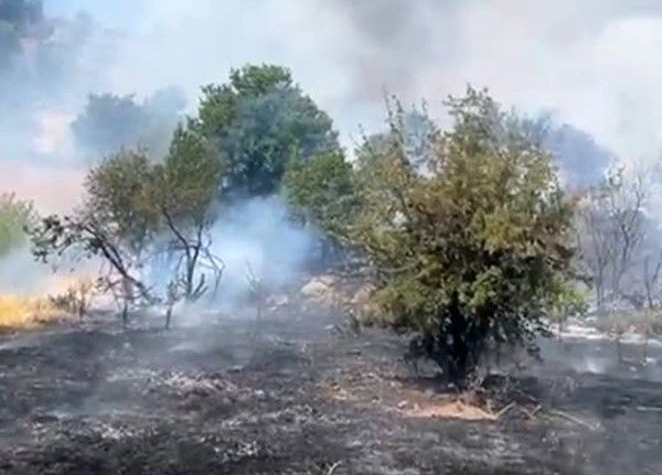 Malatya’da orman yangını