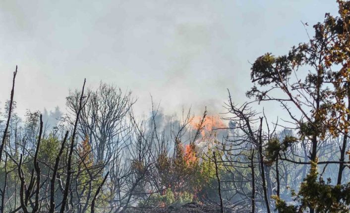 Malkara’da makilik alanda yangın