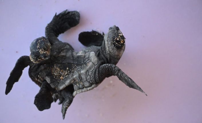 Manavgat’ta ender rastlanan olay: Siyam ikizi Caretta caretta yavrusu bulundu