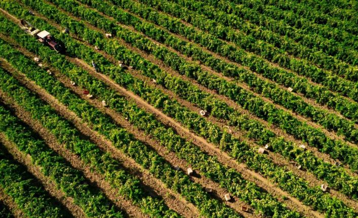 Manisa’da Sultani çekirdeksiz üzümde hasat sezonu buruk başladı