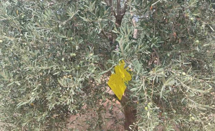 Manisa’da zeytin sineğine karşı ilaçlama çağrısı