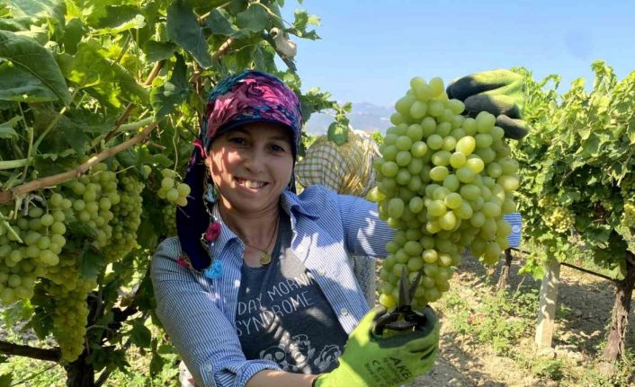 Manisa’nın dünyaca ünlü çekirdeksiz sofralık Sultaniye üzümünde hasat başladı