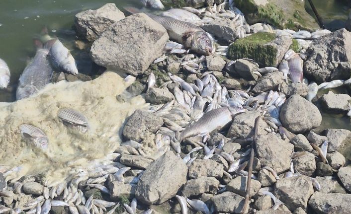 Manyas Gölü’nde toplu balık ölümleri: Kuş Cenneti tehlikede