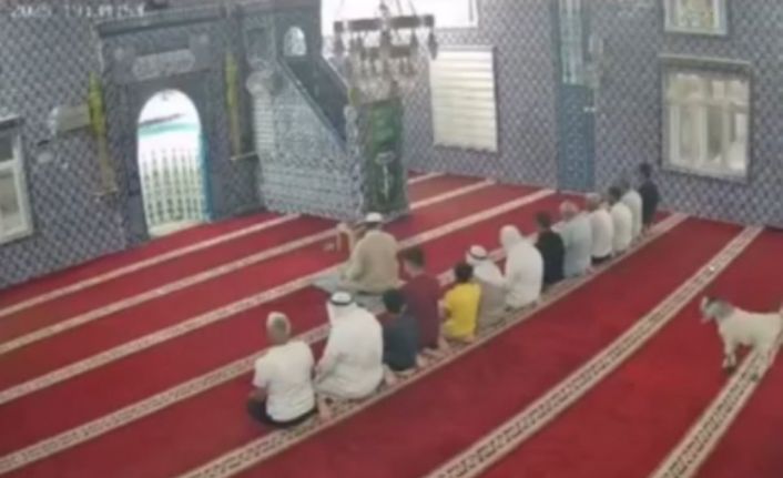 Mardin’de camiye giren oğlak güvenlik kamerasına yansıdı