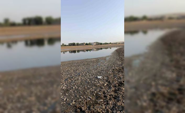 Mardin’de gölet suyu çekildi, binlerce balık telef oldu