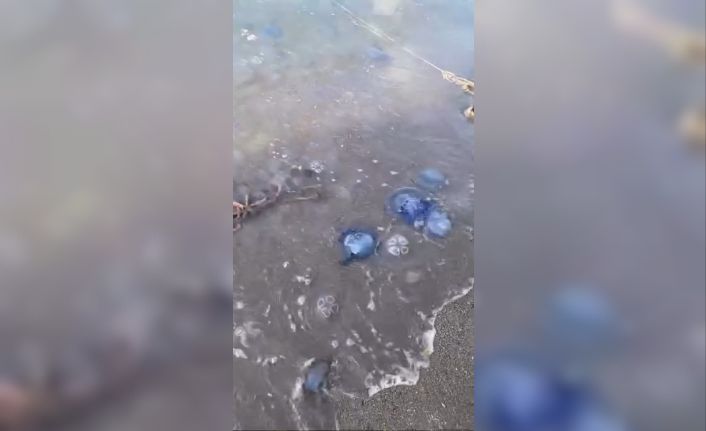 Mavi denizanaları Gemlik sahilini sardı