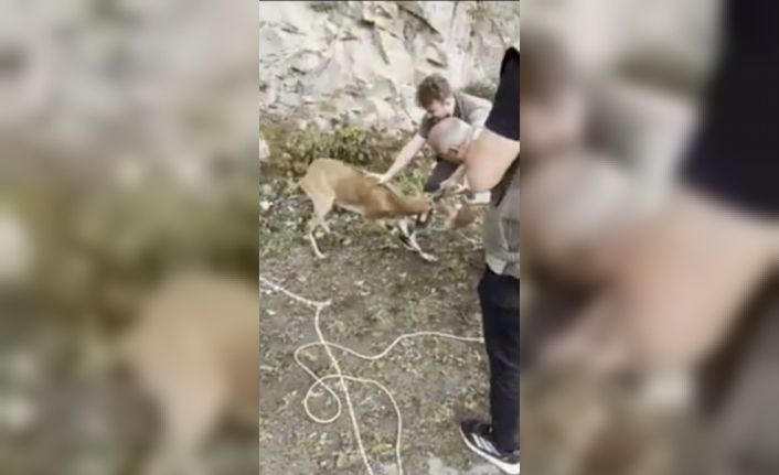 Milli Parklar’ın fendi dağ keçisinin inadını yendi