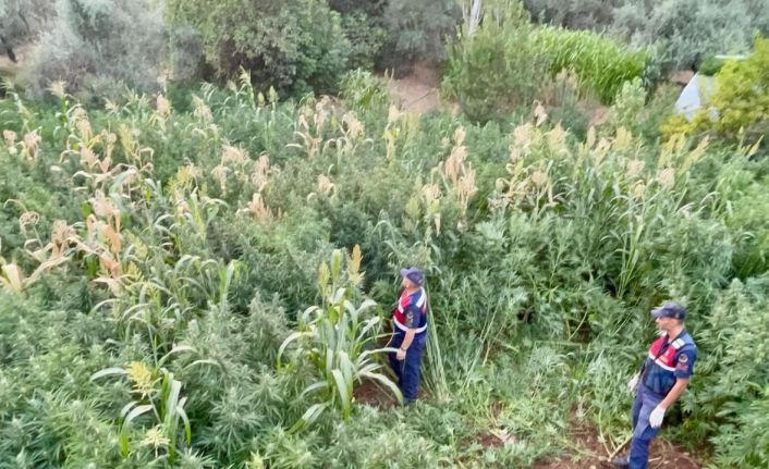 Mısır tarlası zehir tarlası çıktı