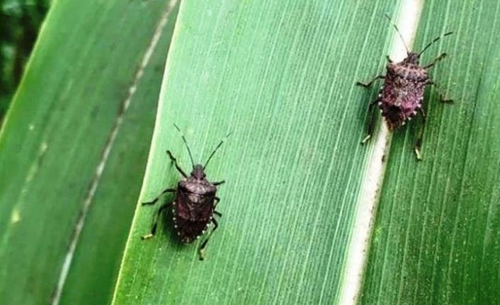Mısırda kahverengi kokarca ilaçlama zamanı