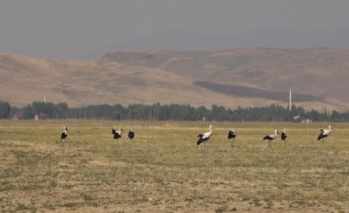 Muş Ovası’nda leylekler büyük göçe hazır