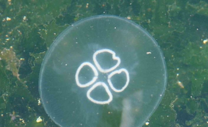 Müsilaj bitti bu kez denizanası kabusu başladı