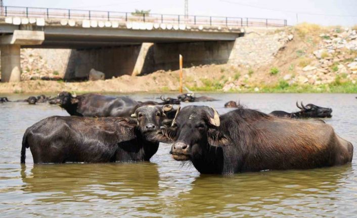 Muş’ta mandalar şap hastalığına karşı suda yüzdürülüyor