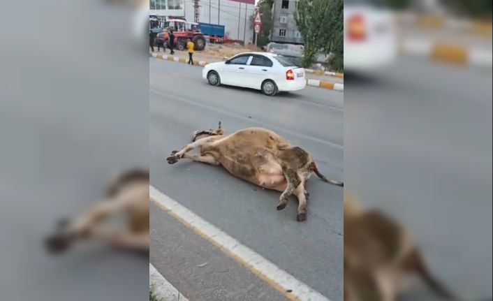Muş’ta yola çıkan ineğe otomobil çarptı