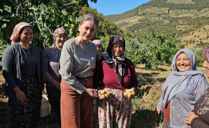 Nazilli Kaymakamı Kan, incir hasadına katıldı