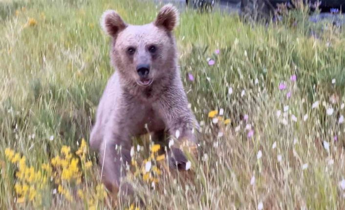 Nemrut’ta ayılarla yakın temas, doğal yaşamı tehdit ediyor