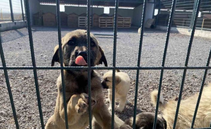 Niğde Valiliği’nden sahipli ve sahipsiz hayvanlara yönelik açıklama