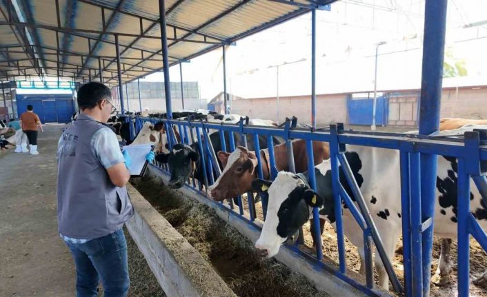 Niğde’de 190 bin hayvana şap aşısı yapıldı