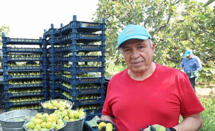 Nilüfer’de incir hasadı başladı