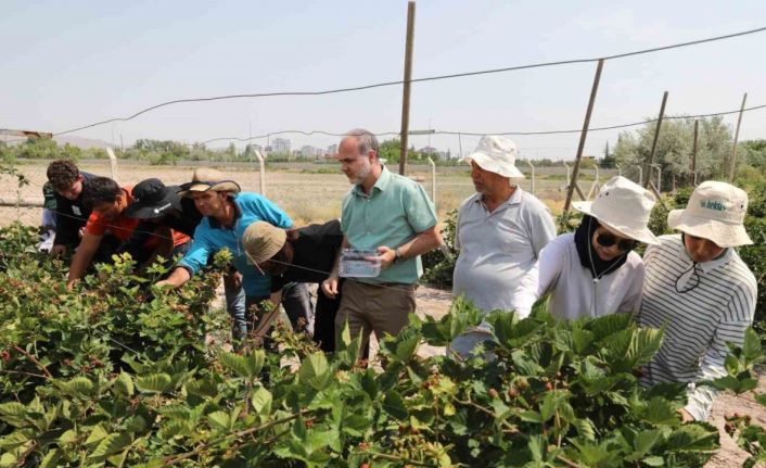 NÖHÜ’de böğürtlen hasadı başladı
