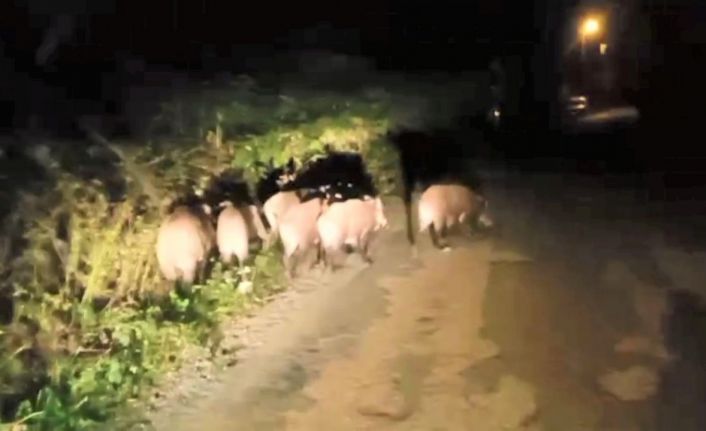 Ordu’da aç kalan domuz sürüsü mahalleye indi