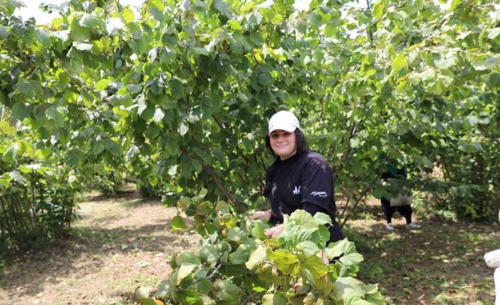 Ordu’da ’Fındık Dalda Aklın İşçide Kalmasın’ Projesi, üreticileri memnun ediyor
