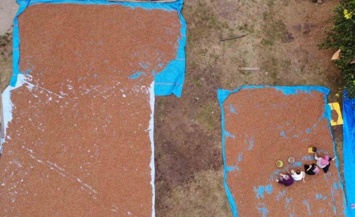 Ordu’da fındık üreticilerinin zorlu kurutma ve seçme mesaisi