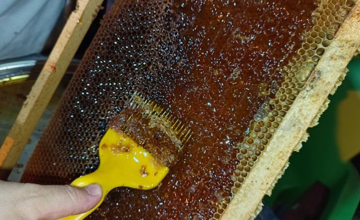 Ordulu arıcılar bal hasadına başladı